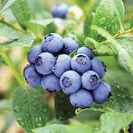 c1022_b.jpg